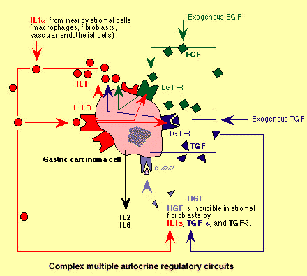 autocrinecomplex